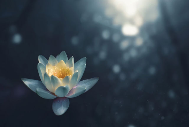 shamanic practitioner uk